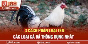 Tên Các Loại Gà Đá Được Sư Kê Dùng Phổ Biến Nhất Hiện Nay