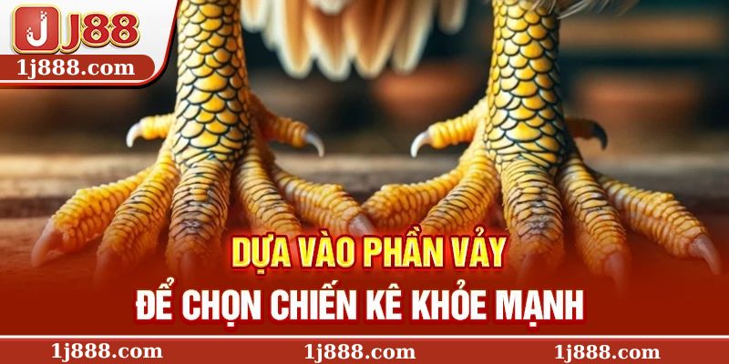 Dựa vào phần vảy để chọn chiến kê khỏe mạnh