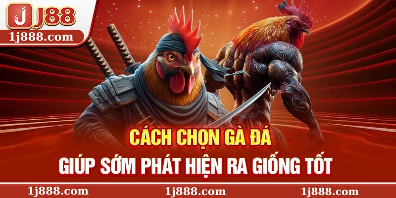 Cách chọn gà đá giúp sớm phát hiện ra giống tốt