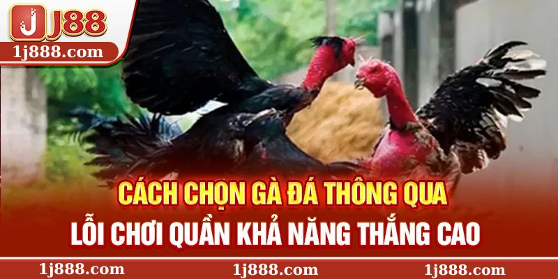 Cách chọn gà đá thông qua lỗi chơi quần khả năng thắng cao