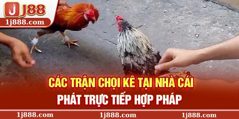 Các trận chọi kê tại nhà cái phát trực tiếp hợp pháp