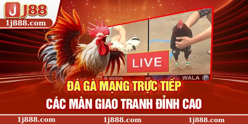 Đá gà mạng trực tiếp các màn giao tranh đỉnh cao