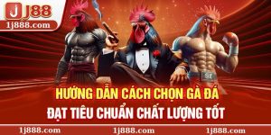 Hướng Dẫn Cách Chọn Gà Đá Đạt Tiêu Chuẩn Chất Lượng Tốt