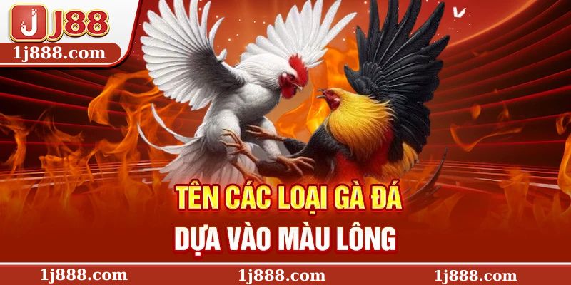 Tên các loại gà đá dựa vào màu lông